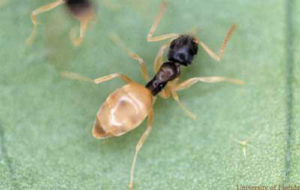 controle de formiga