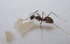 controle de formigas sao jose dos pinhais